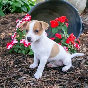 Lily, Jack-A-Ranian Puppy